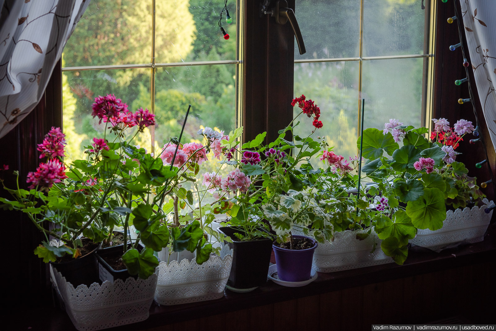 Пеларгония, герань, Вадим Разумов