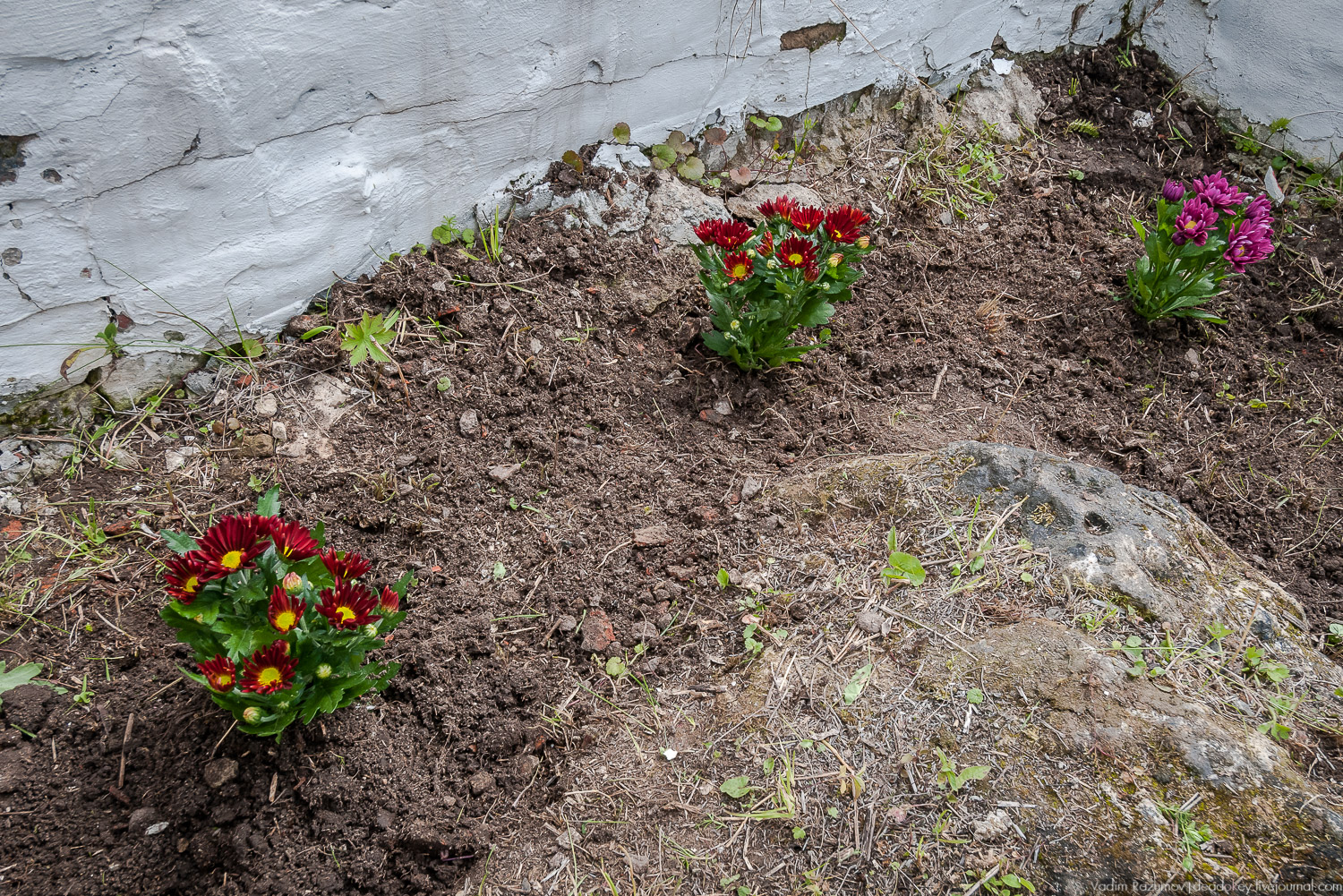 Усадебные волонтеры. Субботник на могиле В.И. Баженова, Старое Глазово, Горки