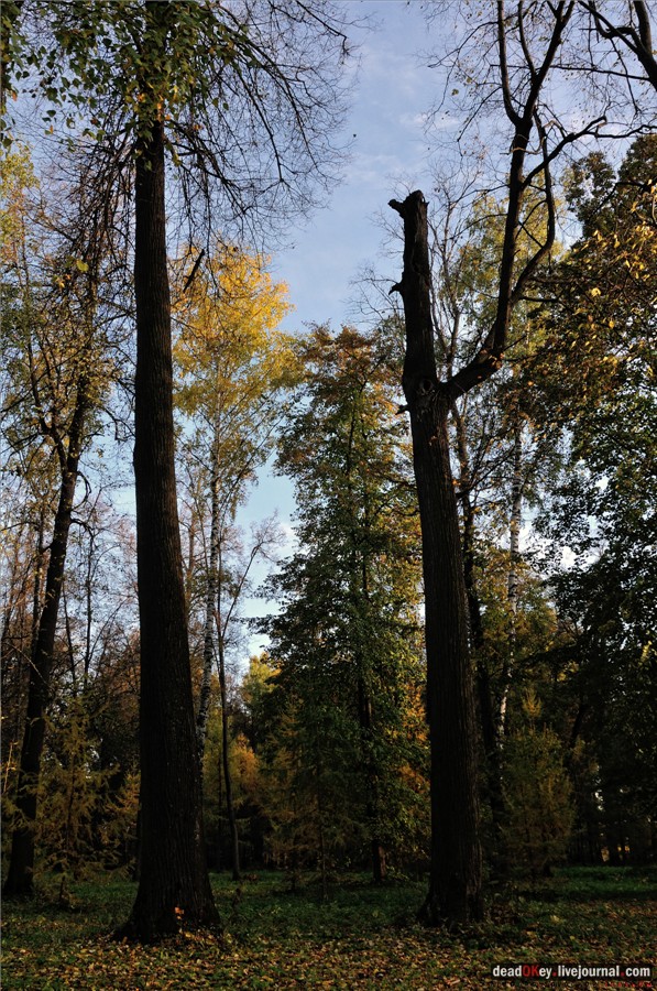 усадьба Петровское-Разумовское