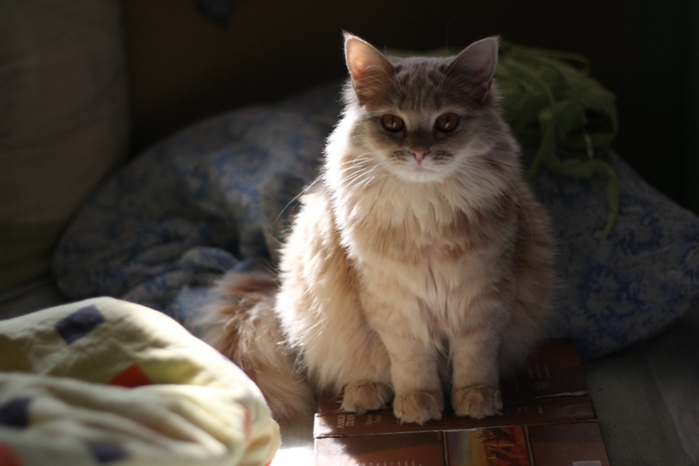 IMG_9706 - копия (700x466, 109Kb)
