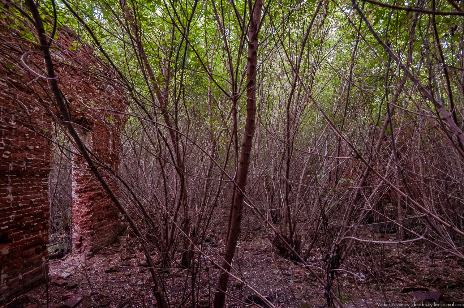 усадьба Каргашино