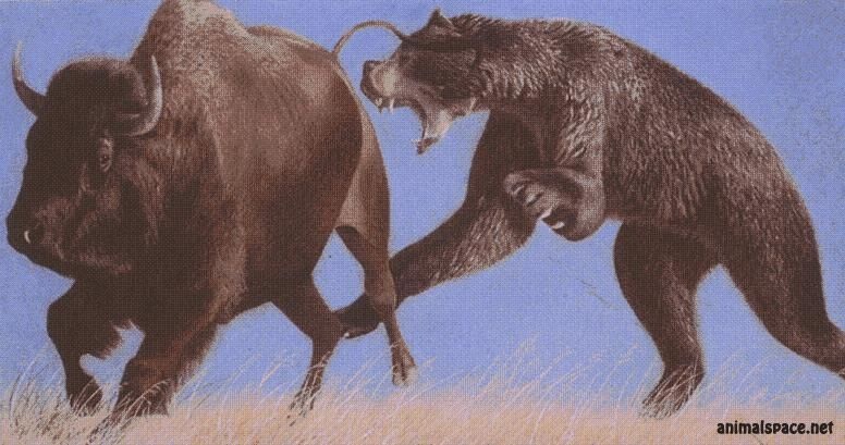 Главный хищник плейстоцена медведь, медведя, животных, короткомордый, животное, гризли, чтобы, тысяч, животного, короткомордого, время, назад, других, только, когда, добычу, хищники, медведи, убить, Однако