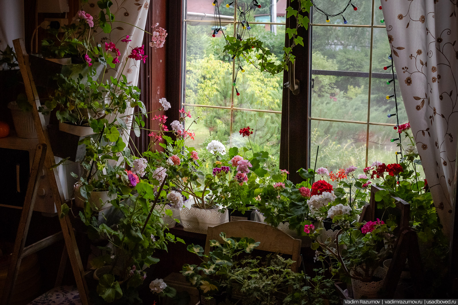 Пеларгония, герань, Вадим Разумов