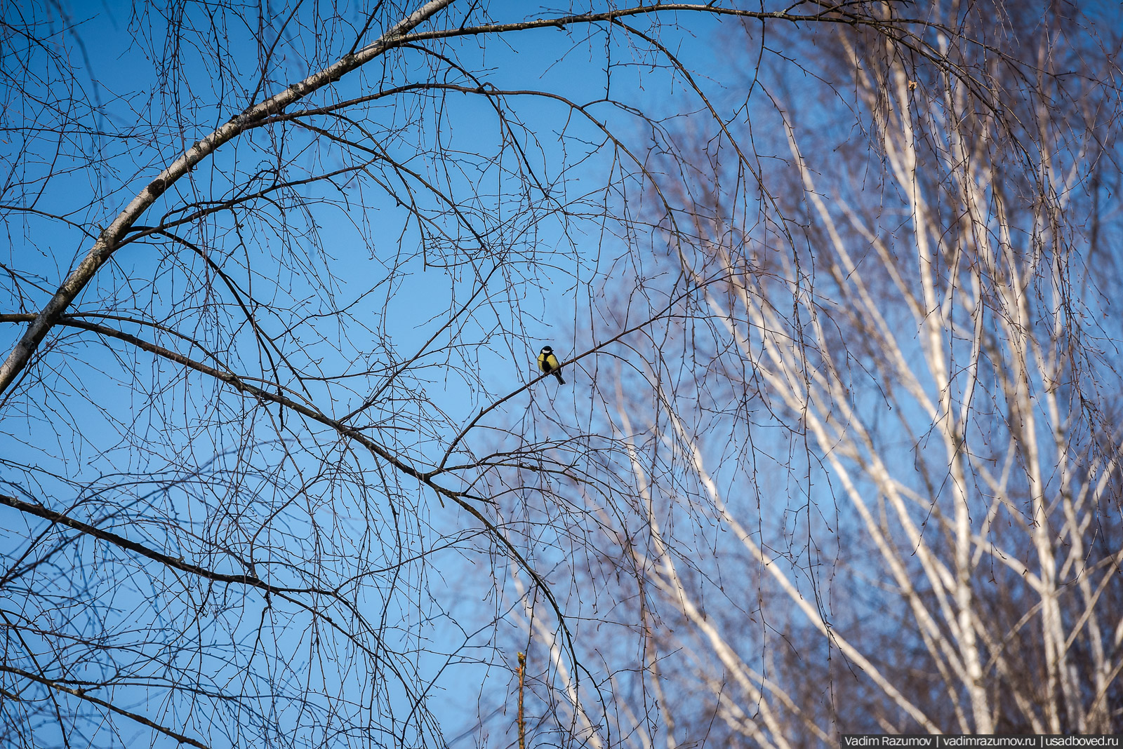 Птицы, парки, синички, снегири
