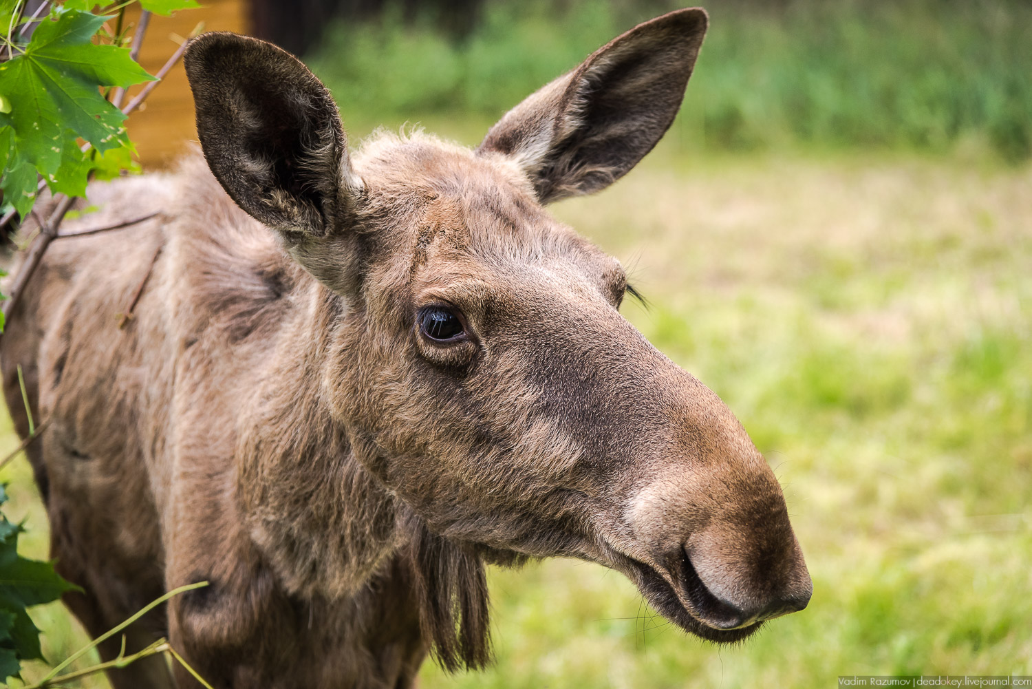 Лосиный остров