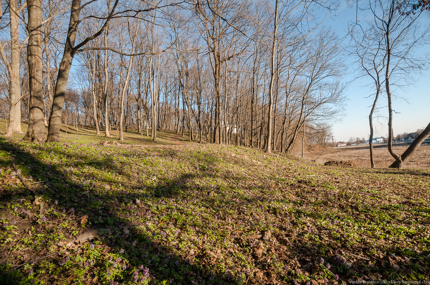 Богородицк, Тульская область, цветение подснежников, хохлатка