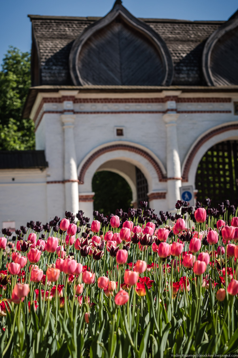 Коломенское в мае, цветы