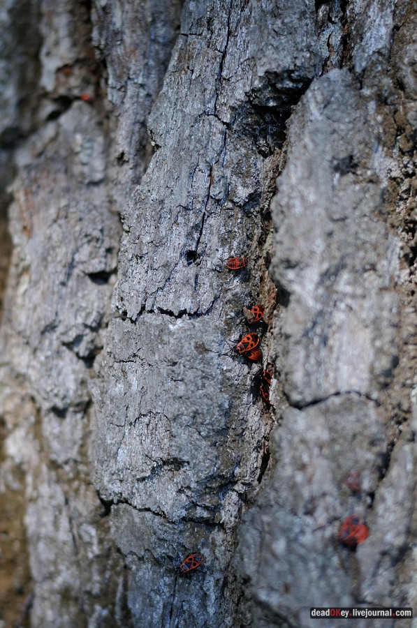 усадьба Денежниково