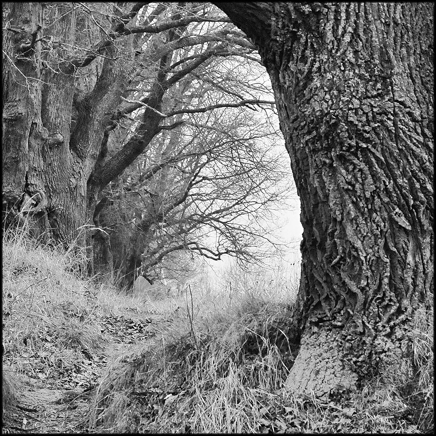 Парковые аллеи в русских усадьбах