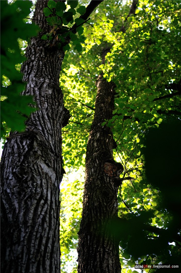 усадьба Образцово