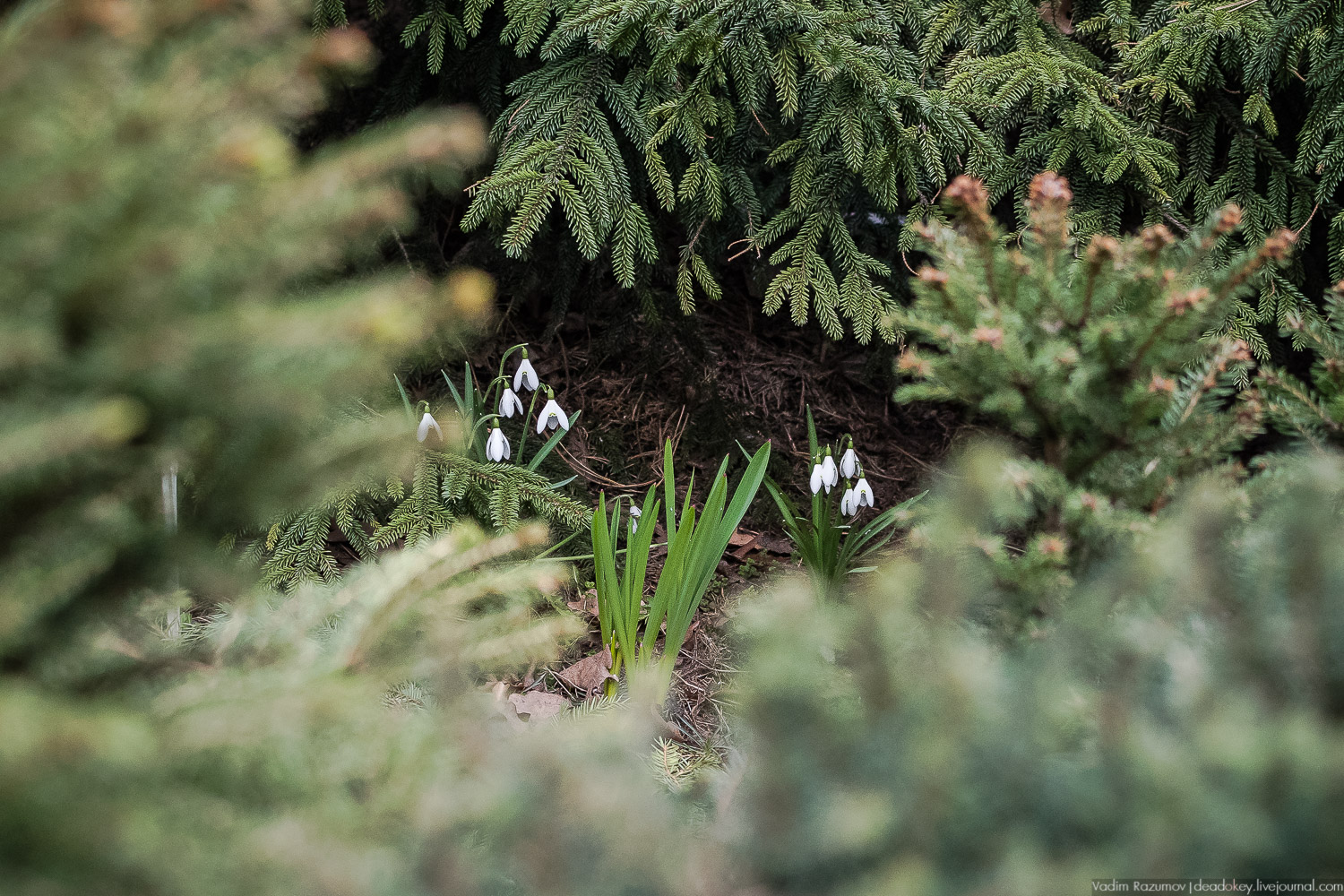 Продснежники в Аптекарском огороде
