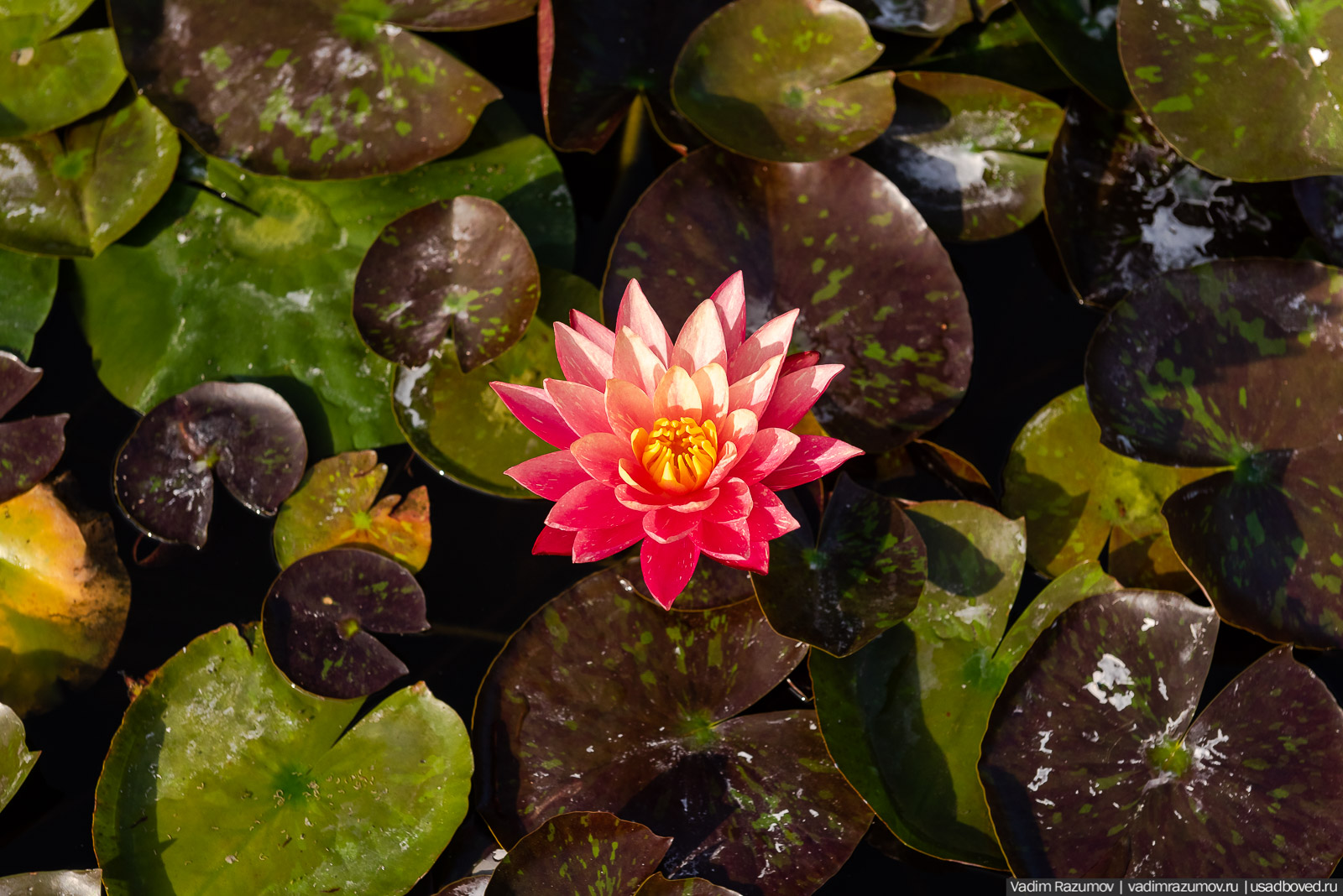 Никитский ботанический сад