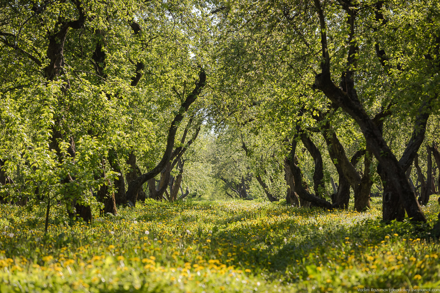 Коломенское в мае, цветы