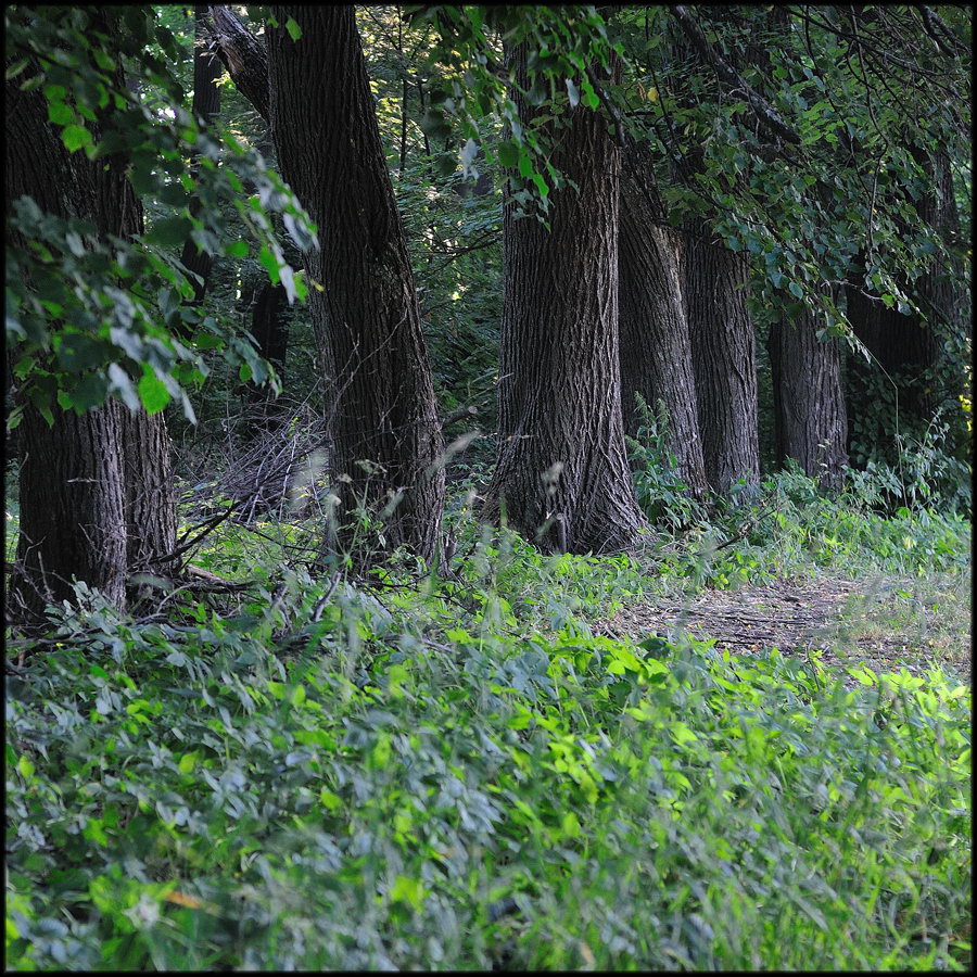 Парковые аллеи в русских усадьбах