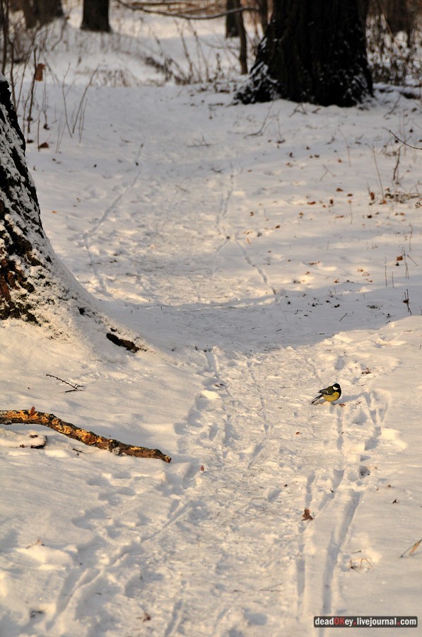 усадьба Быково