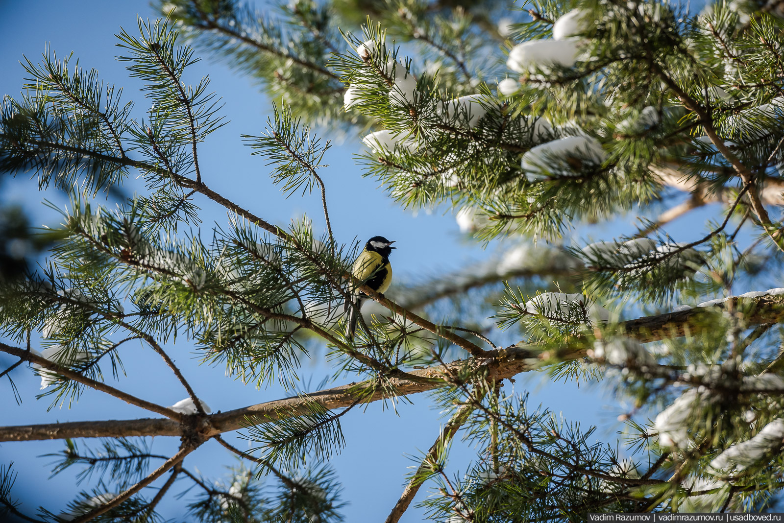 Птицы, парки, синички, снегири