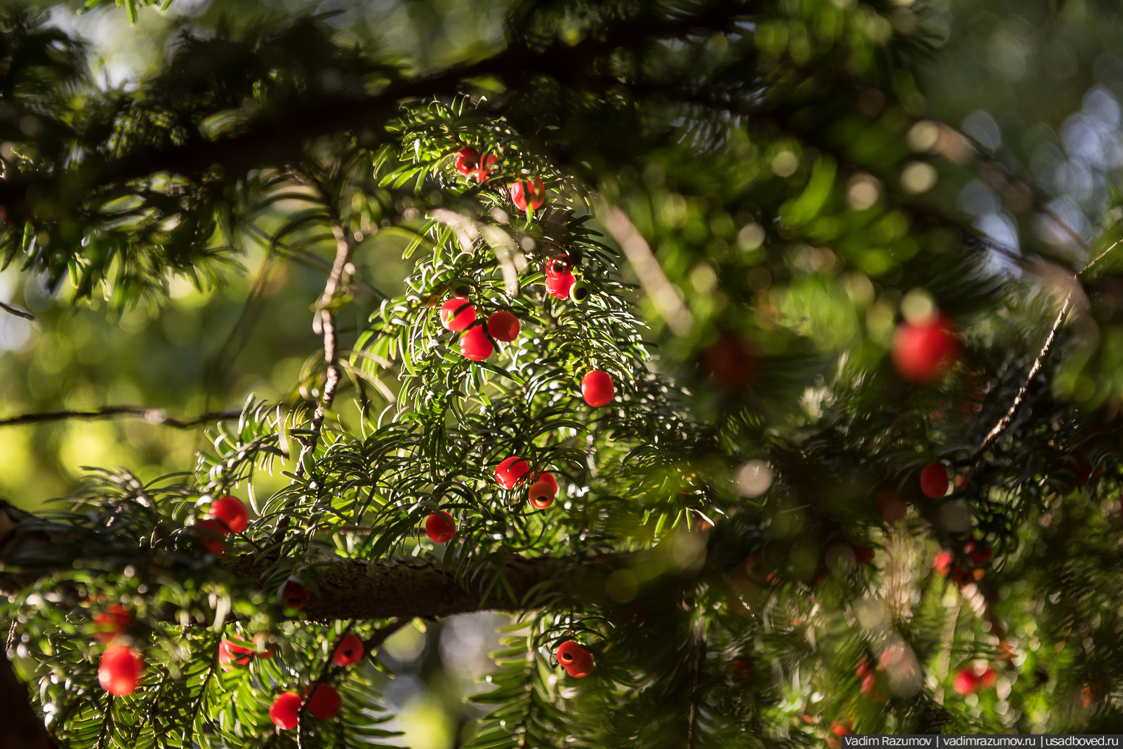 Никитский ботанический сад