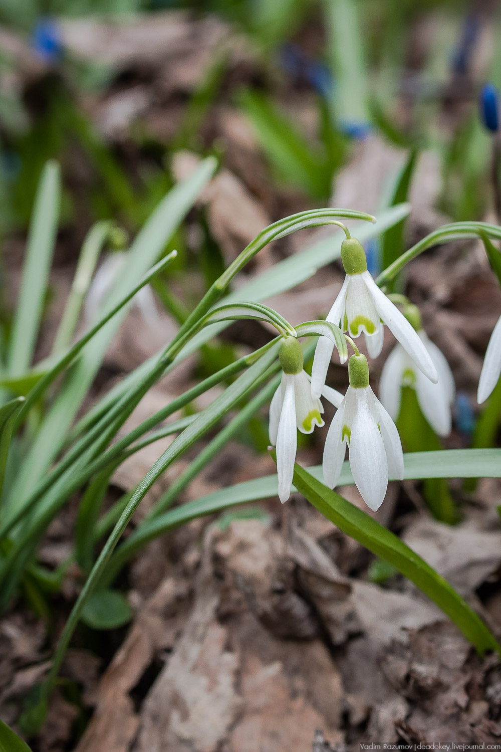 Продснежники в Аптекарском огороде