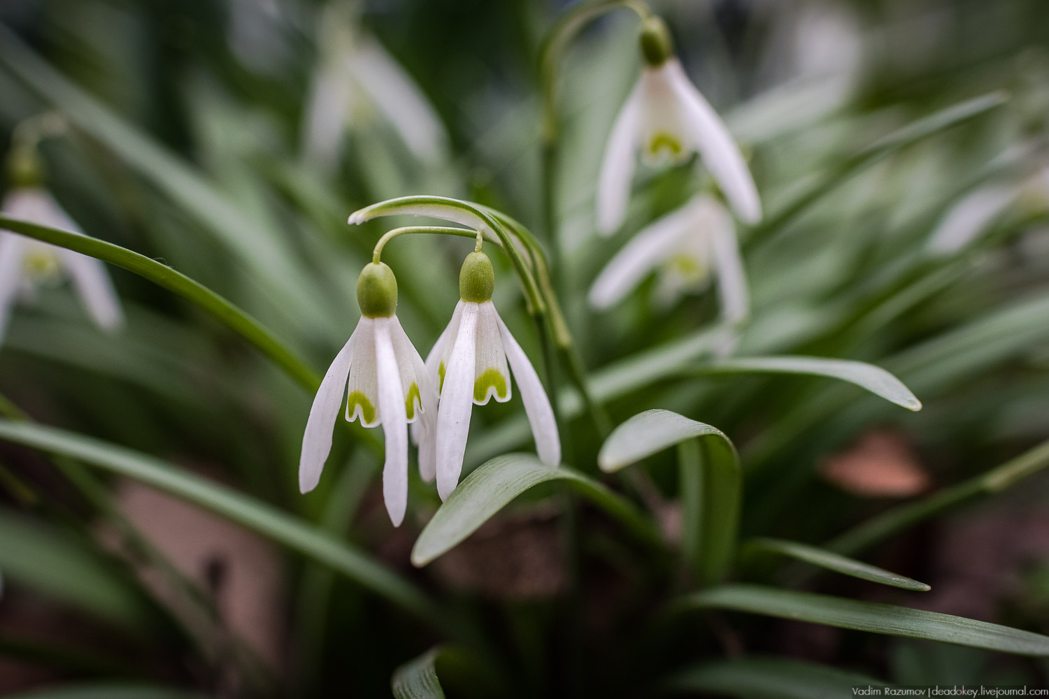 Продснежники в Аптекарском огороде