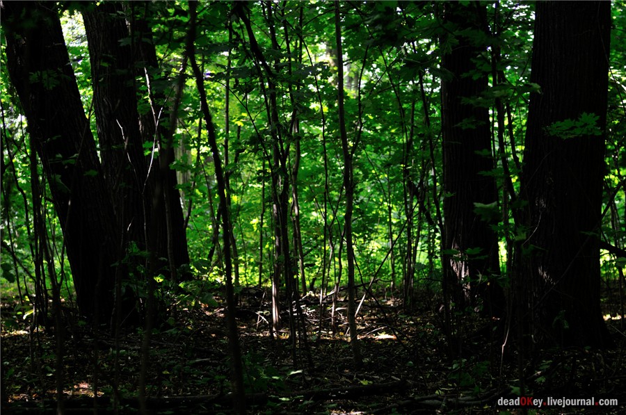 усадьба Образцово