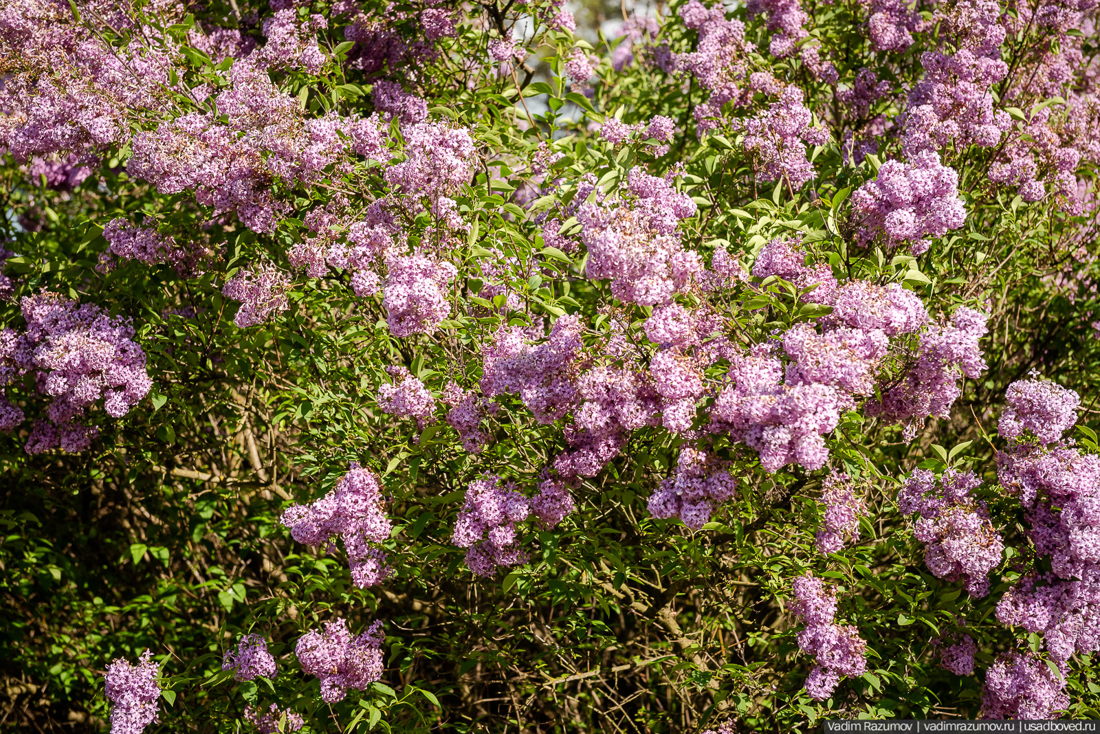 Мещерский дендрарий, ЛОСС, усадьба Барсуково, цветение сирени, Липецкая области