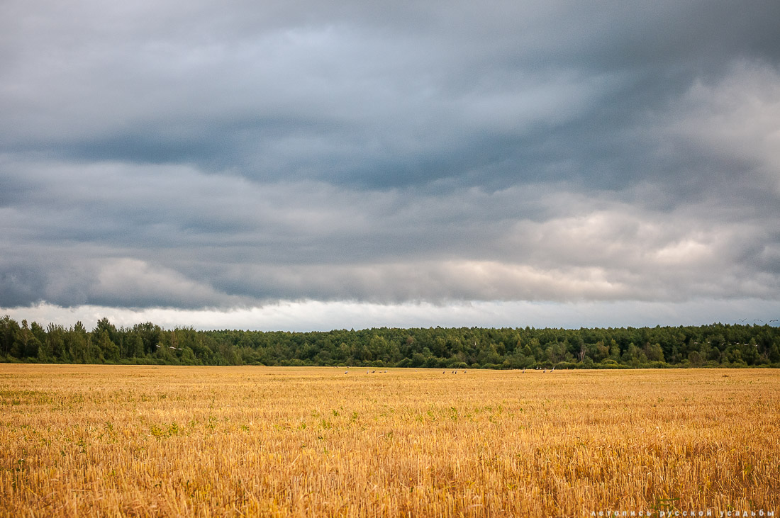 Экоэлектричка на родину журавлей в Талдомский район