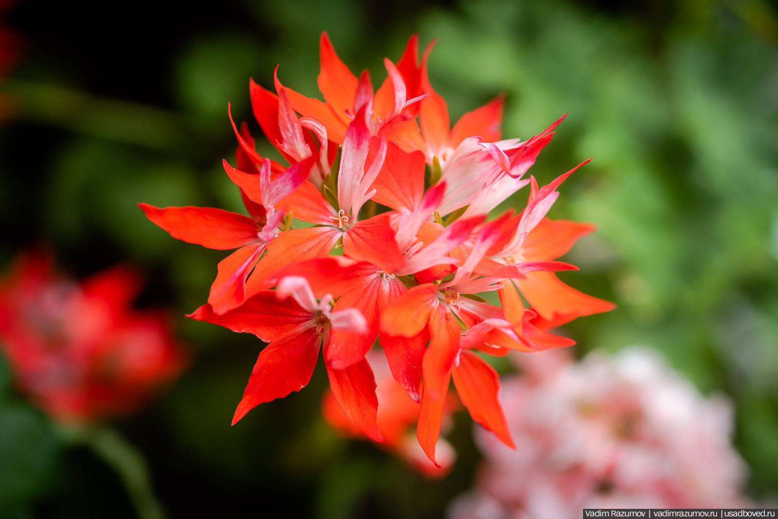 Пеларгония, герань, Вадим Разумов