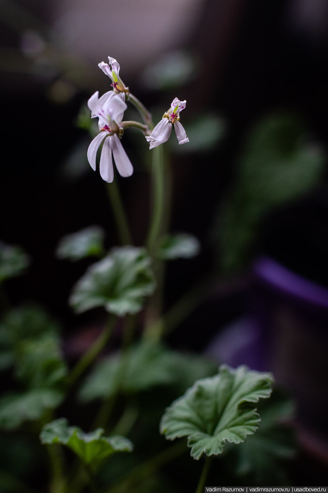 Пеларгония, герань, Вадим Разумов