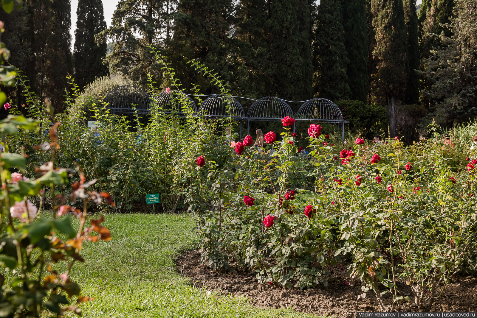 Никитский ботанический сад