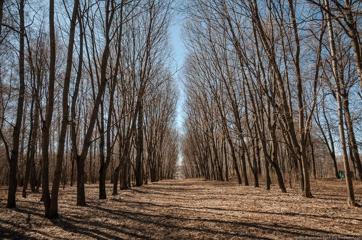 Богородицк, Церерина роща