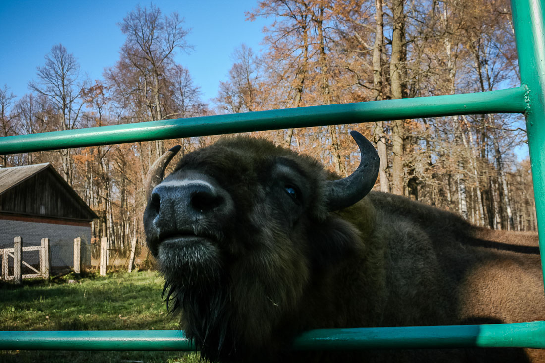 Усадебный экспресс. Экоэлектричка. Зубры и Страусы в Подмосковье.