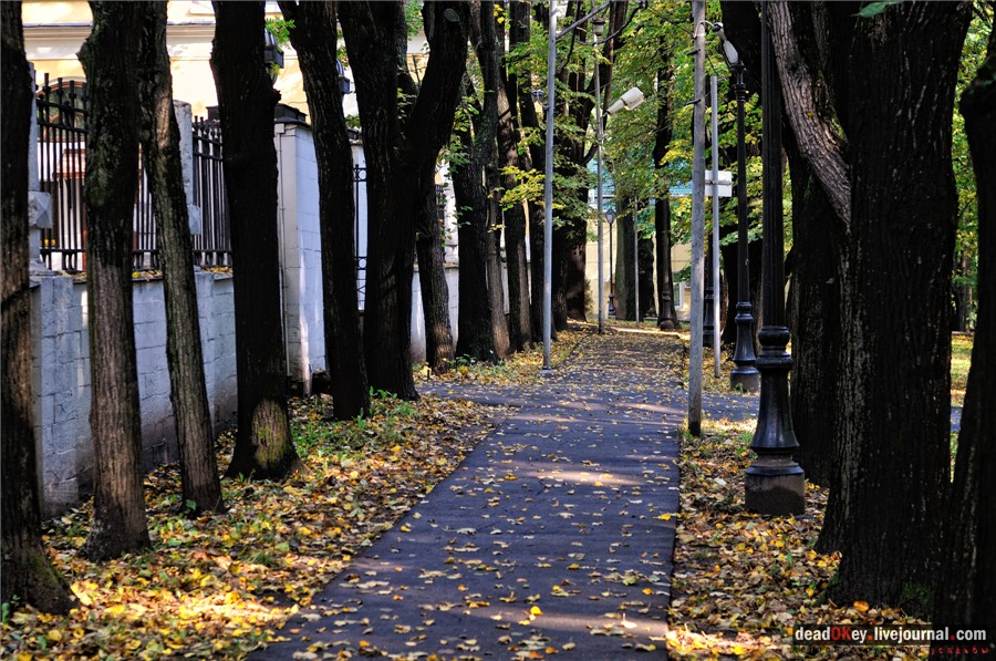 Липовые аллеи в усадьбах