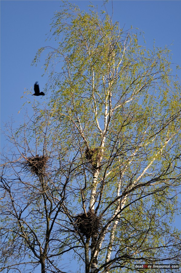 усадьба Черкутино