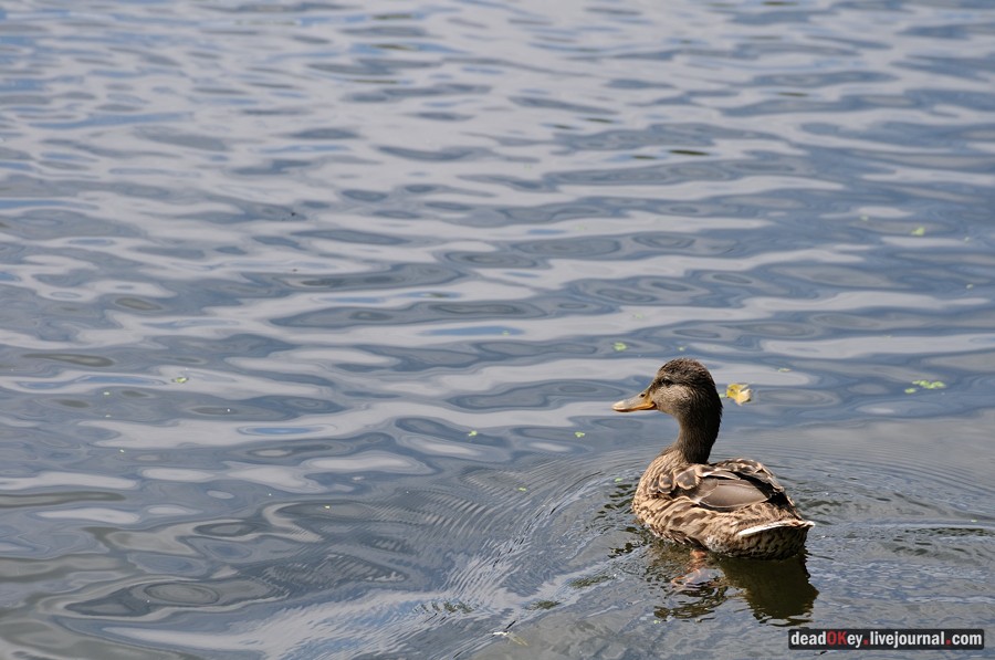 усадьба Троицкое (Мосрентген)