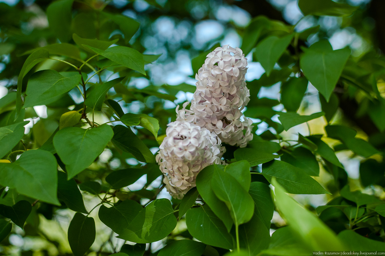 усадьба Валуево в мае