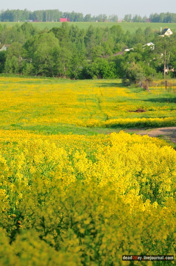 усадьба Прохорово