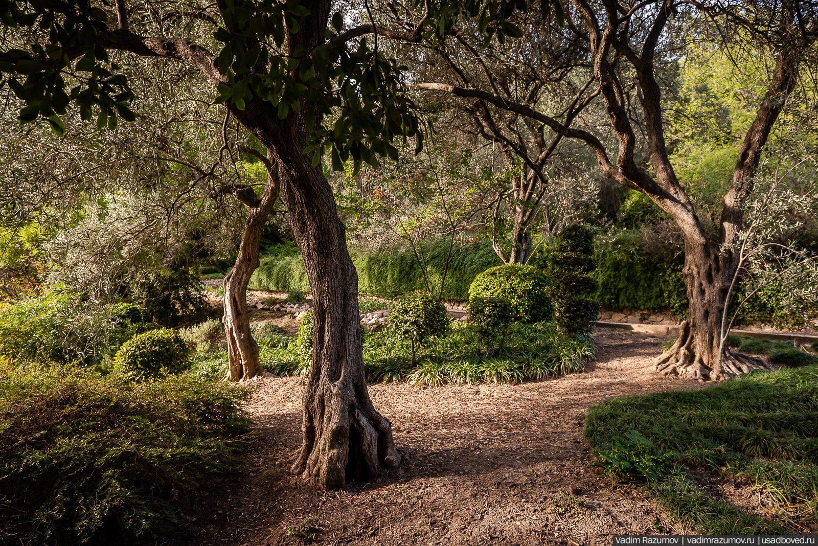 Никитский ботанический сад