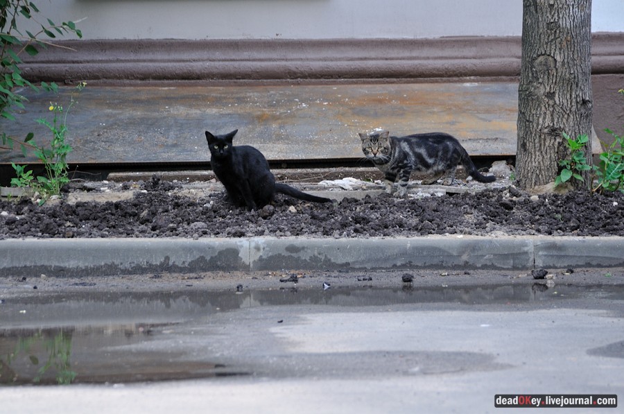 усадьба Чернова на ул. Поварская д.11