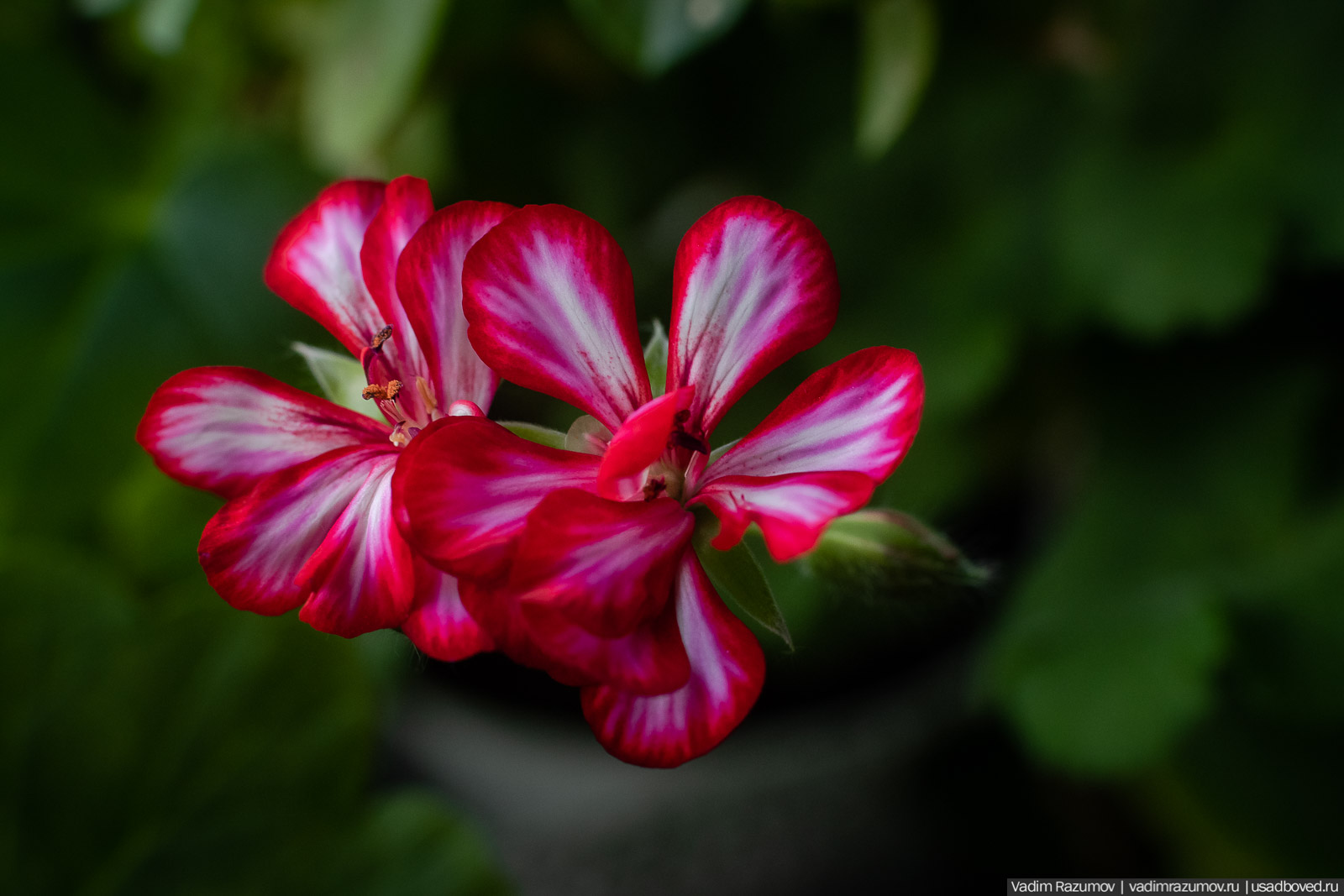 Пеларгония, герань, Вадим Разумов