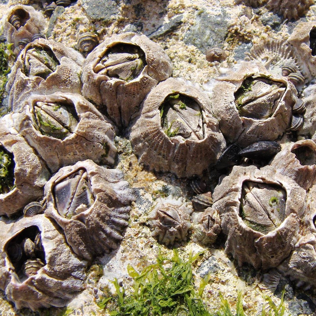 Морские желуди - балянусы желуди, домика, желудей, морских, ножки, жизни, чтобы, рачок, Морские, времени, однако, раковину, способны, очень, усоногих, помощью, головы, образ, животных, морские