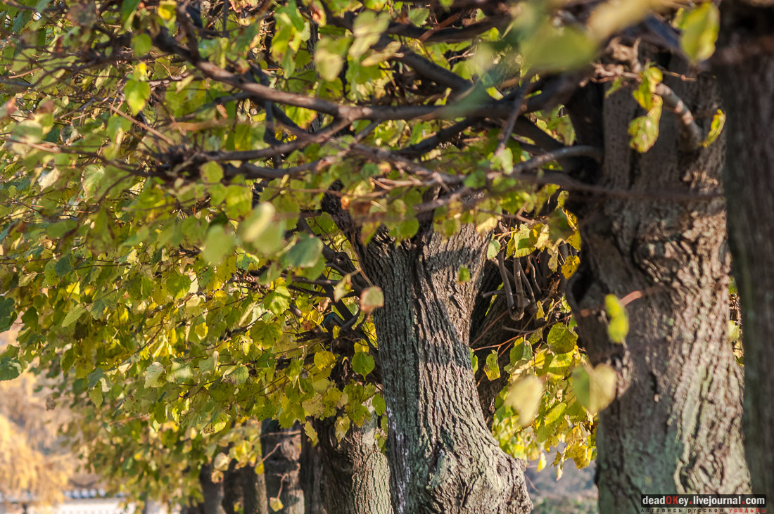 Усадьба Кусково