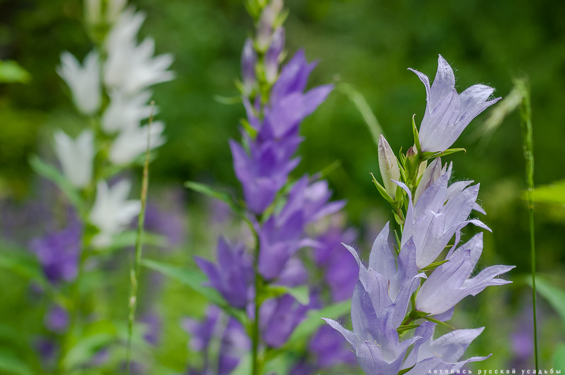 усадьба Дворяниново. В гости с дроном. Усадьба А.Т. Болотова с квадрокоптера