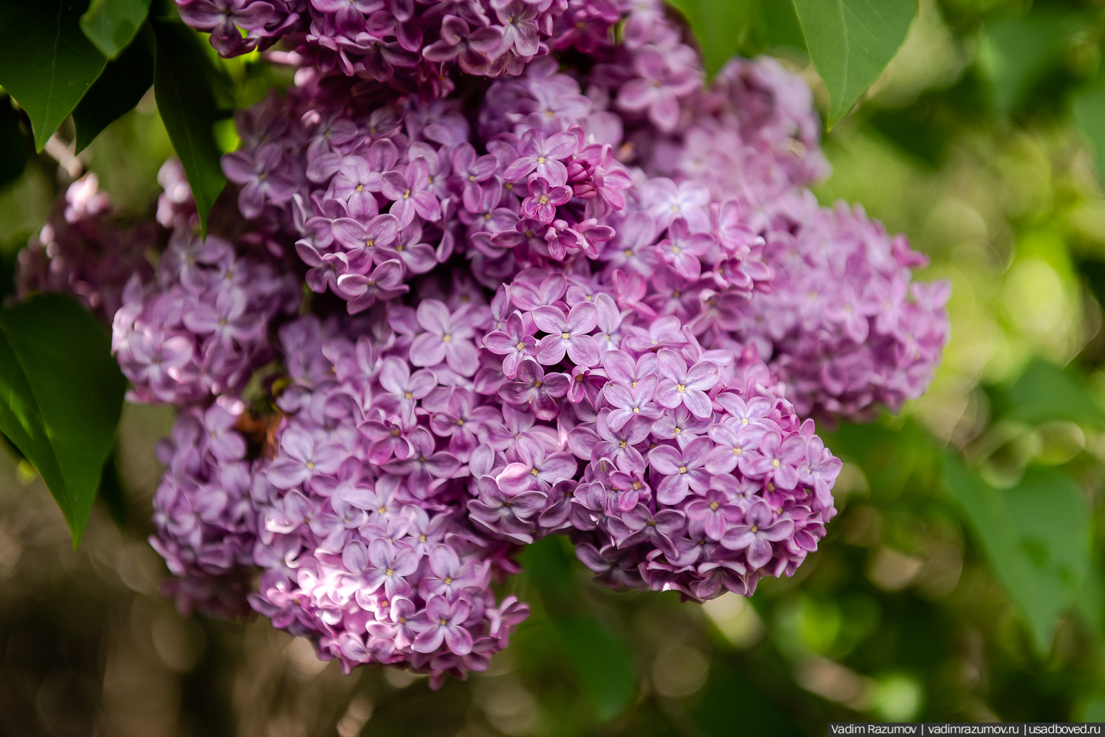 Мещерский дендрарий, ЛОСС, усадьба Барсуково, цветение сирени, Липецкая области