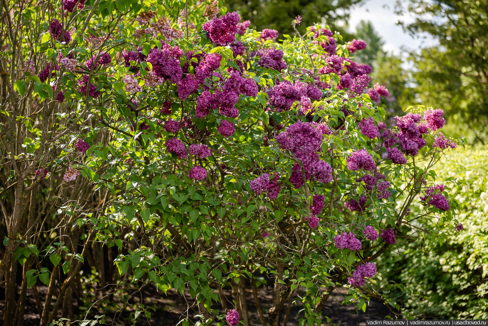 Мещерский дендрарий, ЛОСС, усадьба Барсуково, цветение сирени, Липецкая области