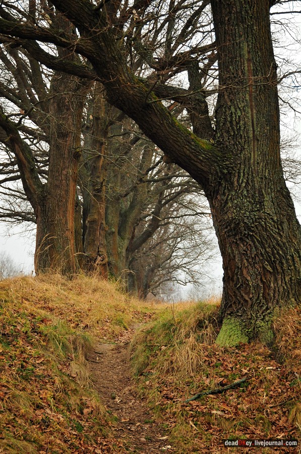 усадьба Савинское