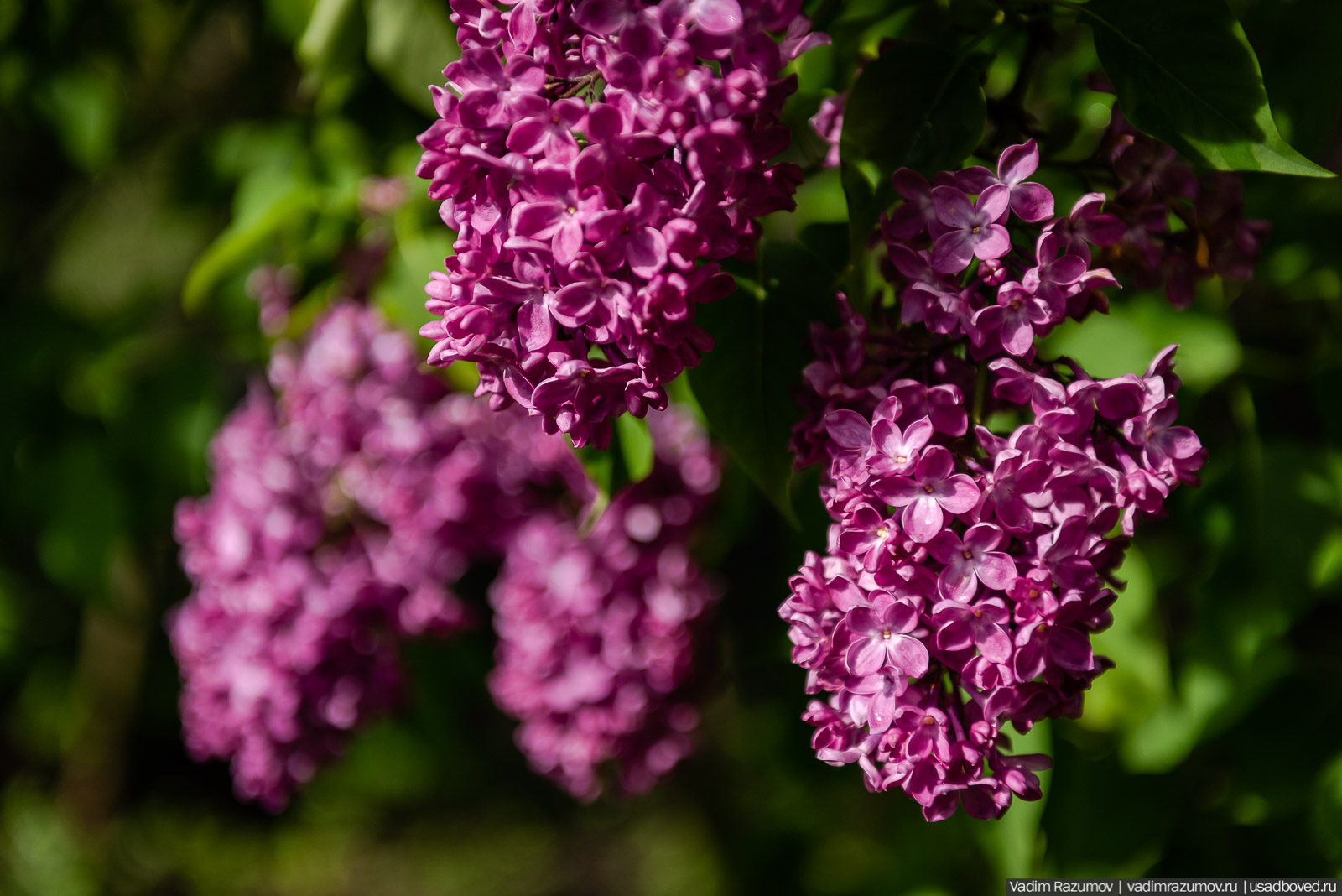 Мещерский дендрарий, ЛОСС, усадьба Барсуково, цветение сирени, Липецкая области