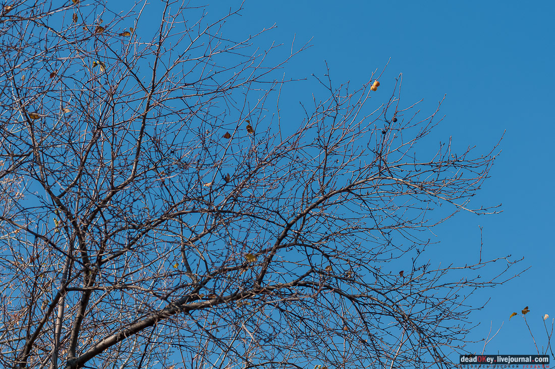 усадьба Полибино