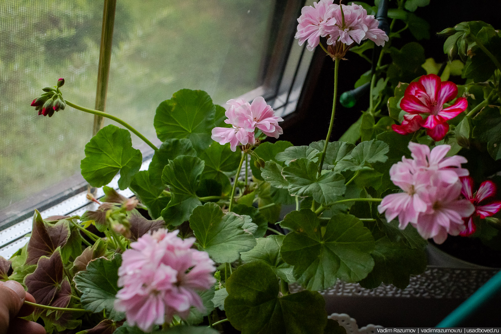 Пеларгония, герань, Вадим Разумов