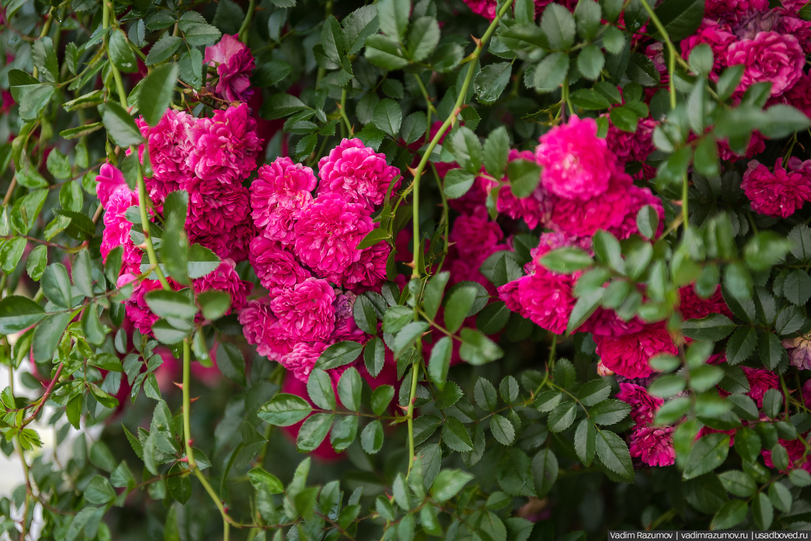 усадьба Марьино Строгановых, розарий, розы, сад