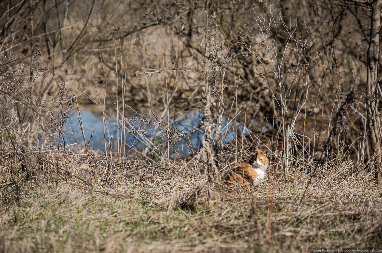 Богородицк, Церерина роща